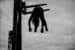 hanging_on_reduced
